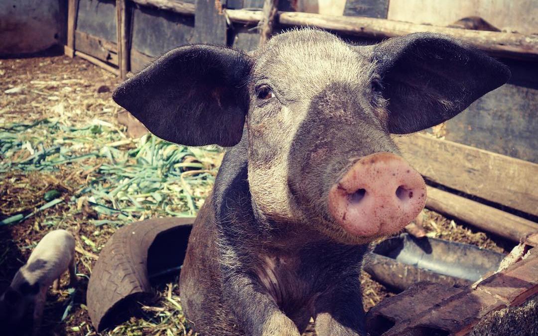 Sustainability in Hawaii: The Benefits of Farm Animals