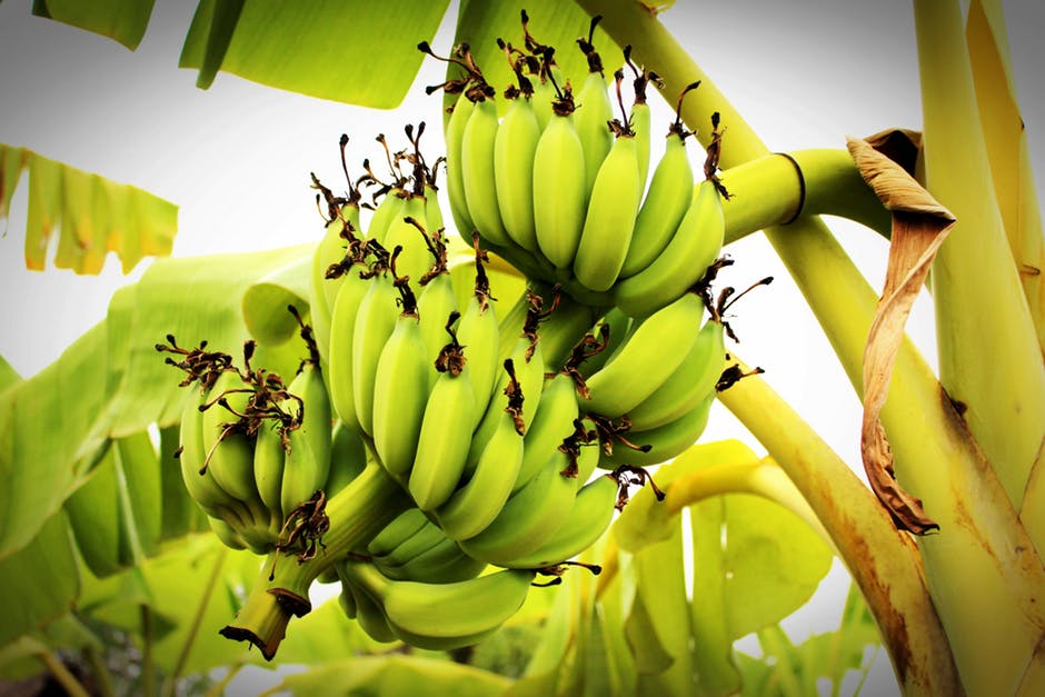 Bananas Vs. Plantains